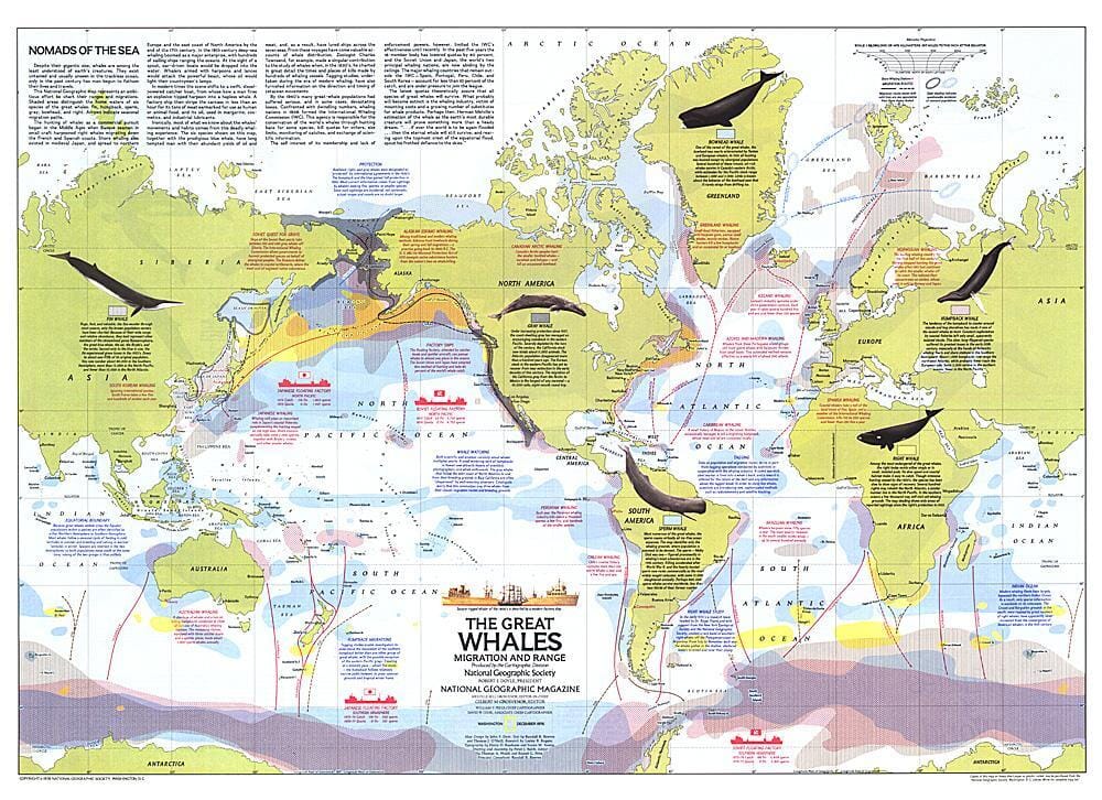 1976 Great Whales, Migration and Range Map Wall Map 