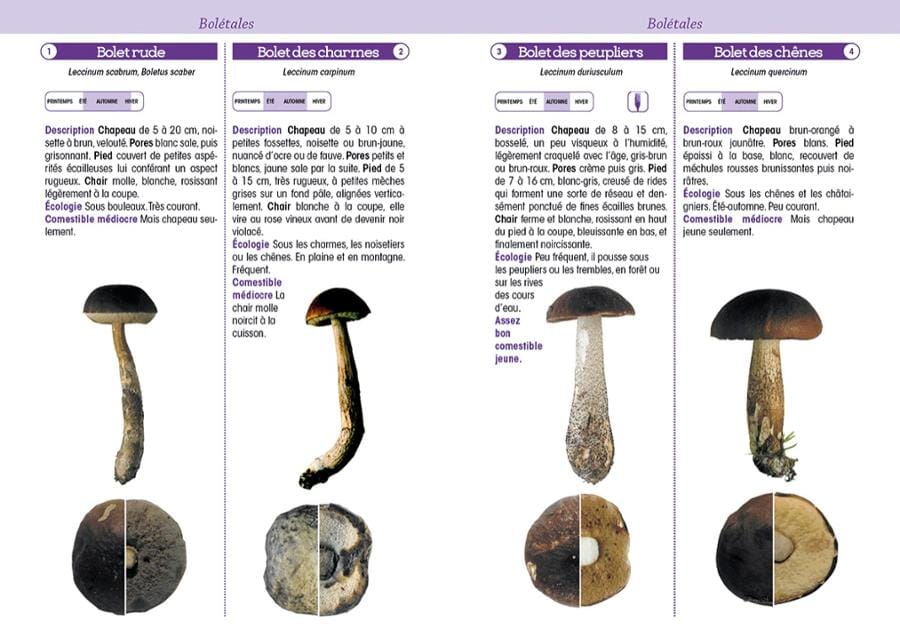 Guide pratique - Champignons de France | Chamina guide pratique Chamina 